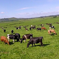 Cumrue Dairy Farm
